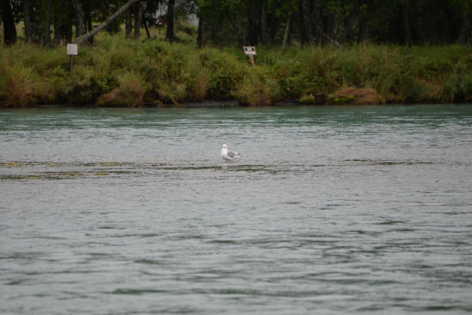 Salmon Catcher Lodge Kenai Exterior foto